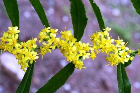 ‘Solidago caesia’: A Non-Allergenic and Shade-Loving Goldenrod Image
